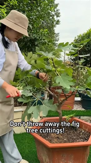 Garden Design Ideas on Instagram: "#gardeninggoals #gardeningistherapy #gardeningtips #gardeninglife #gardening_love #gardeninguk #gardening101 #gardeningtools #gardeningislife #gardeningtherapy #gardeningknowhow #gardeningseason #gardeningismytherapy #gardeningmakesmehappy #gardeningaustraliamag #gardeningday #gardeningideas #gardeningphoto"