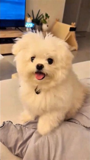 #Cut Puppy🐶, #Dog Lover Pet Happiness #Baby #Hugpet Beautifully #heartlove