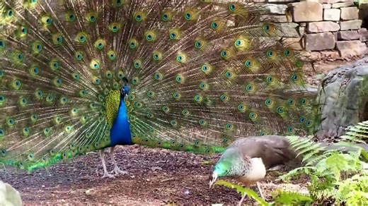 Fluid: Life Beyond the Binary - Trailer