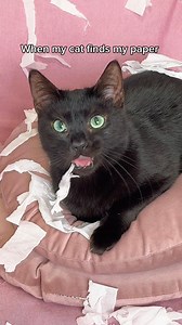 57K views · 1.8K reactions | Does your cat do this with paper? My cat can’t resist paper for even 10 seconds! If your cat is the same, you’ll know exactly what I mean.  #cats #catmomlife #catowner #petcomedy #realatable #catlovers | NiceRascals cats | Facebook