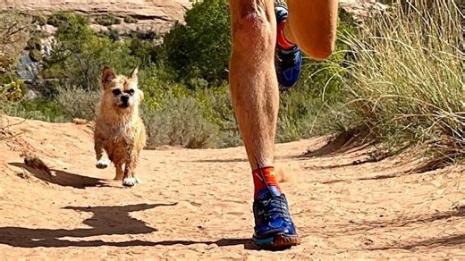 Athlete Adopts the Stray Dog Who Ran 80 Miles of an 155 Mile Race With Him in China
