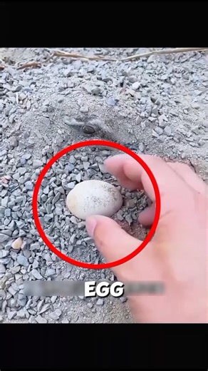 He Found an Egg on the Road… It Turned Into a Peacock 🦚❤️