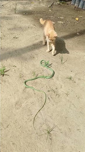 wait for the end ..🙂‍↔️