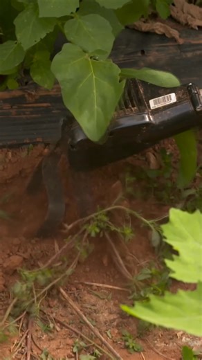 29K views · 148 reactions |  La meilleure alternative au désherbage chimique ? La bineuse-sarcleuse CULTIVION ALPHA ! Avec ses 3 vitesses et ses 885 coups de pioche/min, elle est rapide, efficace et respectueuse de l’environnement. Pour en savoir plus sur l’outil  https://www.pellenc.com/fr-fr/nos-produits/de-la-vigne-a-la-cave/viticulture/outils-a-batterie/bineuse-sarcleuse-cultivion-alpha | Pellenc | Facebook