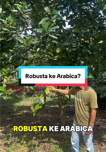 Mengetahui Perbedaan Kopi Robusta dan Arabica