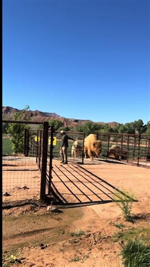 This time of year is always a favorite. The herd gets turned out to a fresh spring pasture, and you can tell they’ve been waiting for it 🌿 Spring also marks the start of calving season, so it’s an especially exciting time! If you’re visiting Zion and traveling through, stop by to see the herd and the chance to spot a newborn! #zion #bison #southernutah #spring