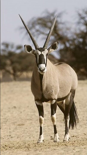gemsbok sound