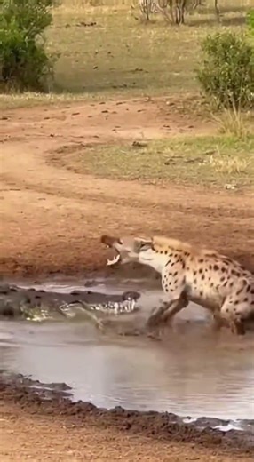 Hyena vs Zebra The Crocodile is actual Hunter