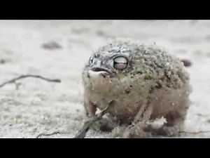 Tiny Frog Screaming(Desert Rain Frog ACTUAL Sounds)