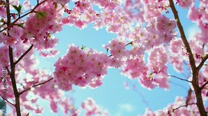 Blooming flowers sakura tree in spring video 4k.