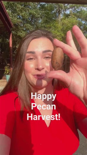 The pecan harvest is underway in Central Georgia!