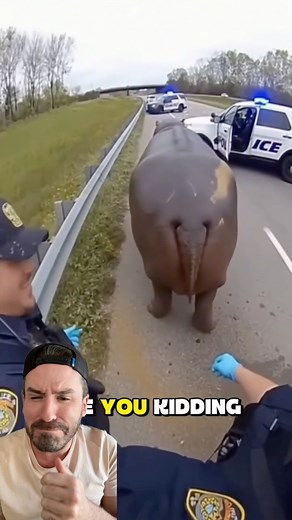 hippo vs police 😂 #react #fypシ #funny #reels | The DK Experience