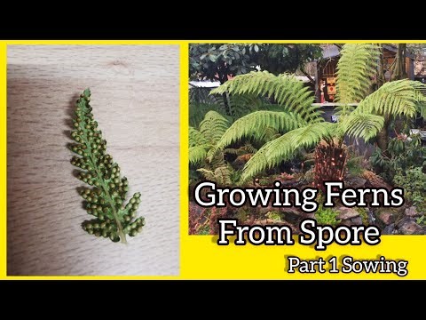 How to Propagate Ferns From Spores | Part 1 Sowing Spore | Tropical Gardening UK