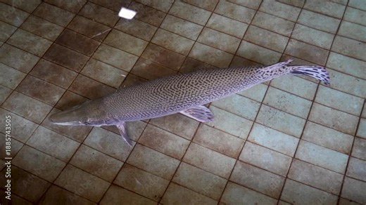 A close-up, high-angle shot of a massive Spotted Gar fish (Lepisosteus Oculatus) swimming in a tiled pool.