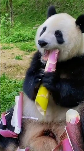 Cute Panda ASMR: Munching on Bamboo & Carrots! 🎋🥕Giant Panda Mukbang | Eating Bamboo, Carrots, and 🐼