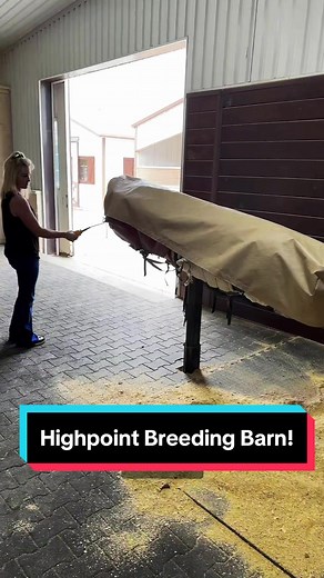 Experience the Highpoint Breeding Barn and its Magnificent Stallions!