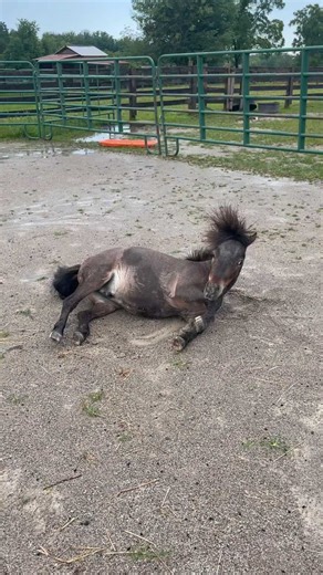 @brunotheminihorse on Instagram: "#minihorse #miniaturehorse #mini #horse #viral #stallion #fyp"