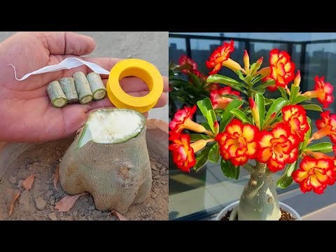 Adenium Multiple Grafting Technique | Easiest Graft On Desert Rose Plant