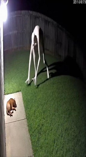 Creepy Creature in the Dark Attacks Dog – Shocking Video!