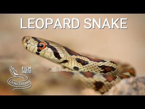 Leopard snake (Zamenis situla), a beautiful snake species from Europe, Aesculapian snake