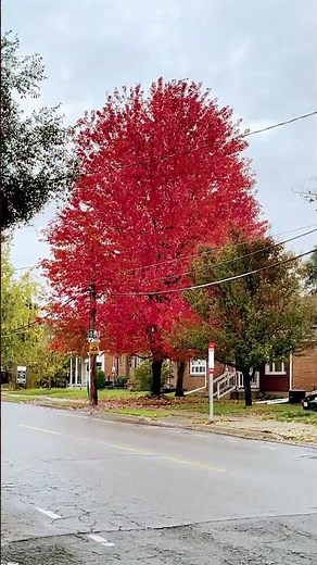 Canada maple tree