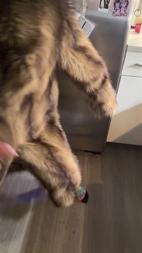 dirtysouthale (@dirtysouthale)’s videos with original sound - Khalil Shamar