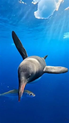 Pov : A Penguin Catching A Fish Underwater 🐧🐟 #shorts