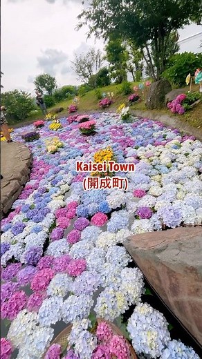 開成町あじさいまつり2025 #開成町 #あじさい #hydrangeas #開成町あじさいまつり #kaisei #japantravel