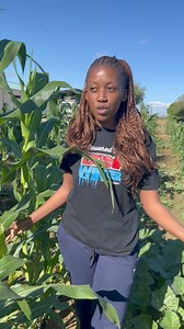 Hello friends in farming ! Happy to be back on the farm we right here I am standing in a field of gankata maize We are more than happy to preserve our local seed and practice some intercropping With the load shedding affecting us we are happy to irrigate with solar power with our pump supplied by RDG Zambia and supplement the pond requirements of water! | The Young Farmer Maanda