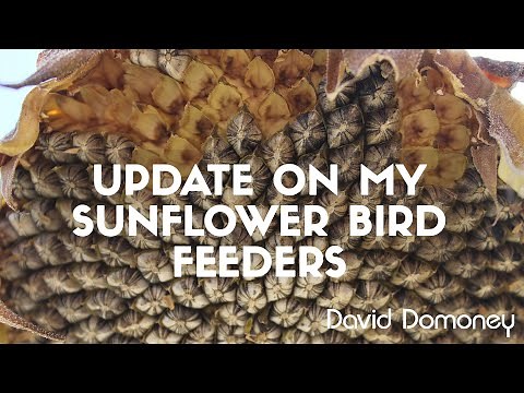 An update on my sunflower seed bird feeders