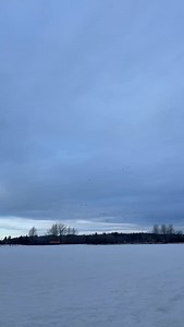 Spring is springing 謹謹謹謹 謹謹 謹 #spring #springisspringing #geese #flyingv #birdsongs #soundsofnature #blessed #beautifulnature #nature | Orlanthia Bray | Facebook