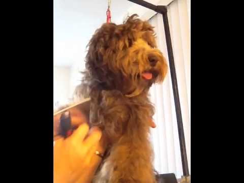 Brushing out a matte using a dematting comb