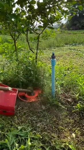 Satisfying Orchard Weed Clearing – Precision Grass Cutting Around a Young Tree
