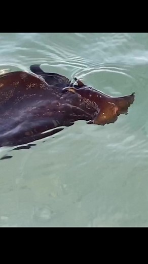 18 reactions | The Graceful Sea Hare - Sea hares are not long-eared...