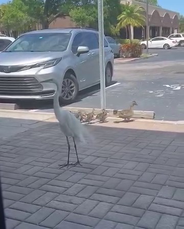 Our little family of ducks who lives here at our office on our little lake, but always comes to our door for some cracked corn! | Jack Hartmann