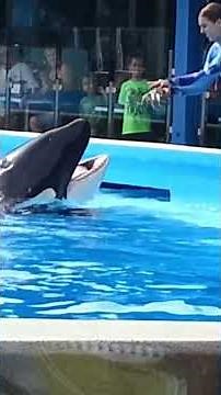 Dine With Orcas at SeaWorld!Shamu Dinner Show