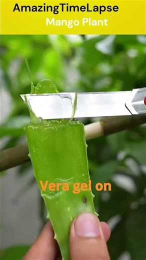 🌿Grow Mango Tree FAST with These Pro Tips #mango #mangotree #gardening