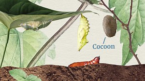 The Life Cycle of Butterflies and Moths