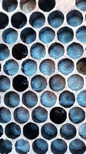 The bee larva is an important stage in the life cycle of honeybees. This stage plays a vital role in the development of the bee, and understanding its characteristics and requirements is essential for beekeeping and conservation. *Characteristics of the Bee Larva* The bee larva is a small, white, and soft organism that hatches from a bee egg. The characteristics of the larva are as follows: - *Shape and Form*: The bee larva is a long and slender organism, which is completely different from the a