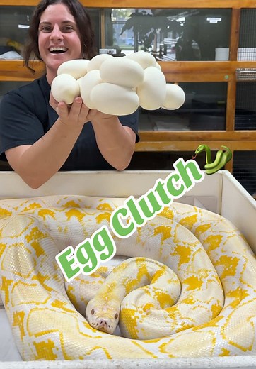 Understanding Python Egg Clutches: Fertility Explained