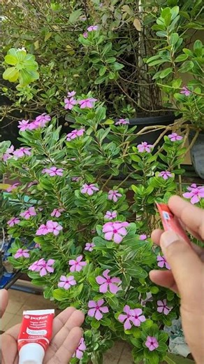 This is the REAL reason toothpaste is white…