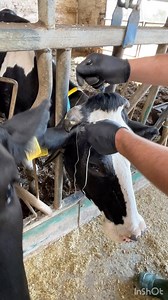 20K views · 77 reactions | Dehorning cows | Modern Farm | Facebook