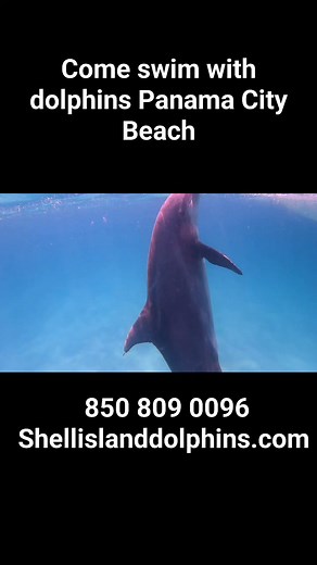2.2K views · 42 reactions | Shell Island Dolphin Tours LLC on Reels | Facebook