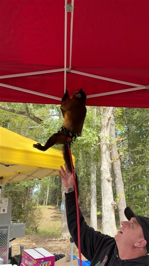 11K views · 402 reactions | MonkeyHappy on Reels | Facebook