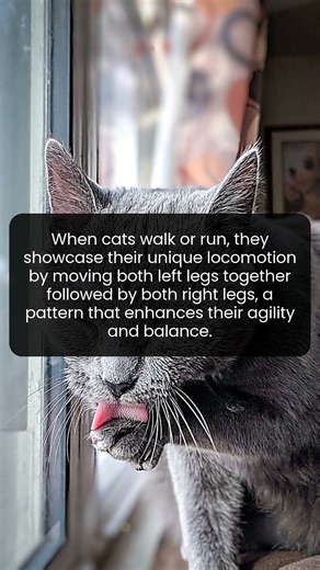 How cats achieve perfect balance through their unique walking technique