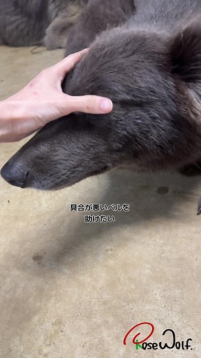 ベルの健康を願う、ウルフドッグの魅力