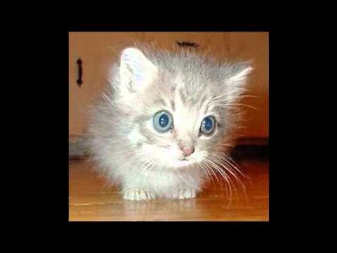 She's soooo cute! What an adorable kitty, and a funny Birthday Wish!