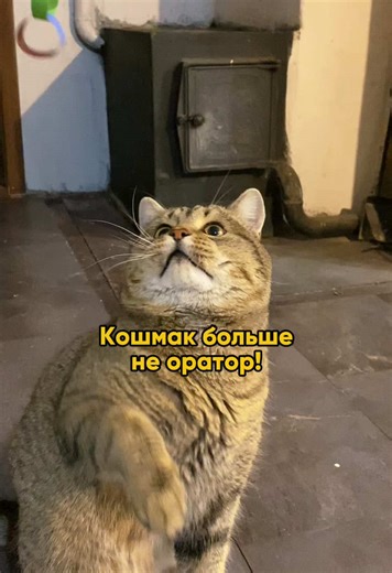 katya_v_derevne (@katya_v_derevne)’s videos with C.B.Rhumba by Sage Guyton and Jeremy Wakefield - SpongeRadio