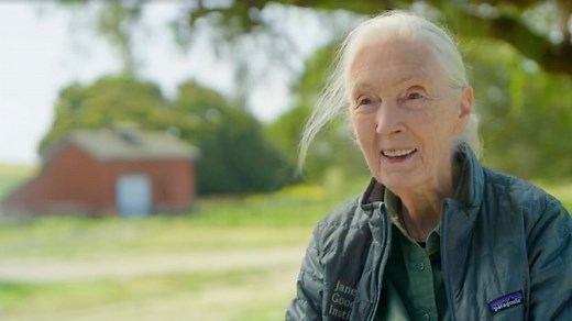 Video: How Jane Goodall Uses Maps to Advance Conservation Goals