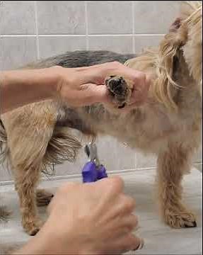 Trimming the hair from & cutting the nails of a Morkie, dog grooming without restraints